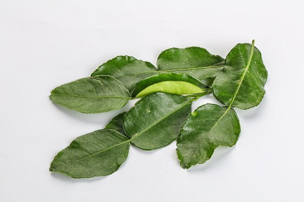 Aroma seasoning asian kaffir lime leaves