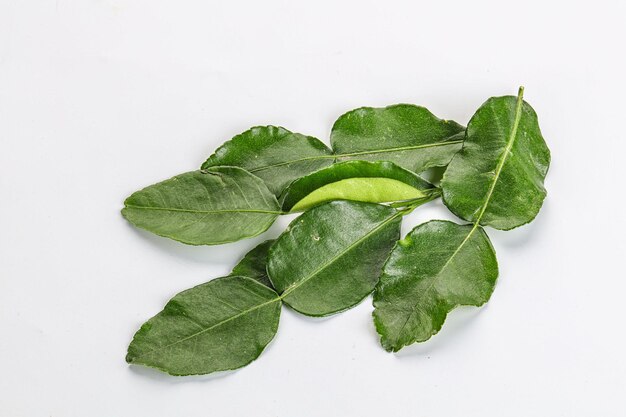 Photo aroma seasoning kaffir lime leaves