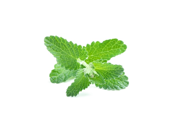 Menta di concetto di aromaterapia isolata su fondo bianco