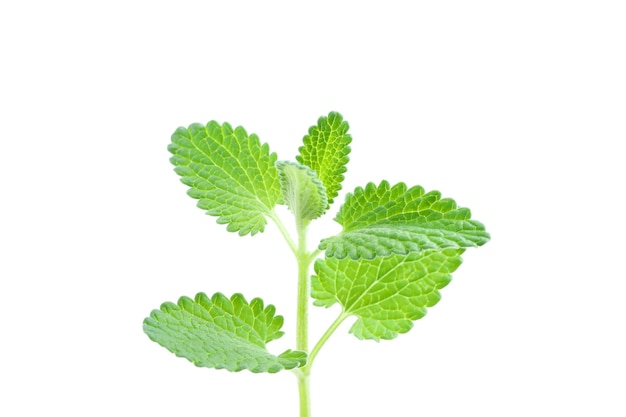 アロマテラピーのコンセプト 白い背景に分離された薄荷