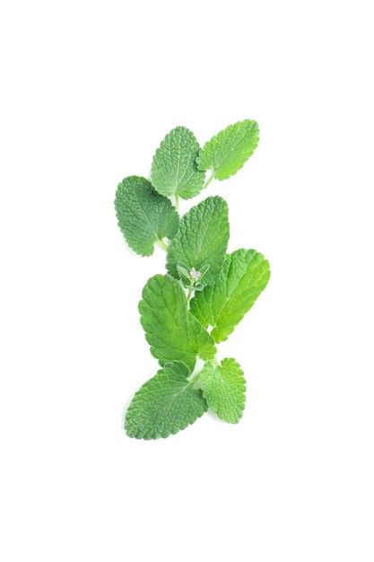 アロマテラピーのコンセプト 白い背景に分離された薄荷