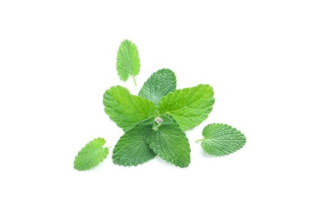 Aromatherapy concept mint isolated on white background