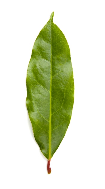 Aromatic bay leaf