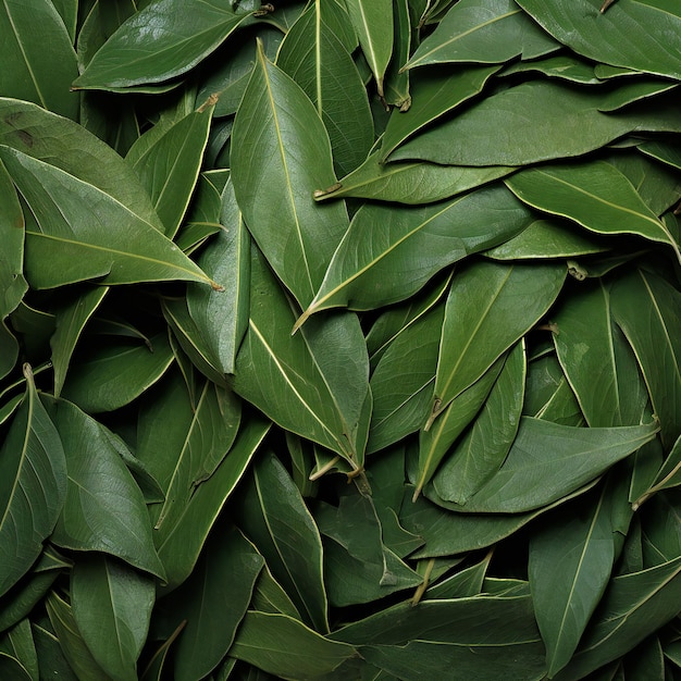 Aromatic bay leaves background Top view Flat lay