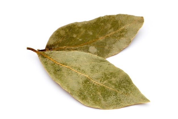 Aromatic bay leaves isolated