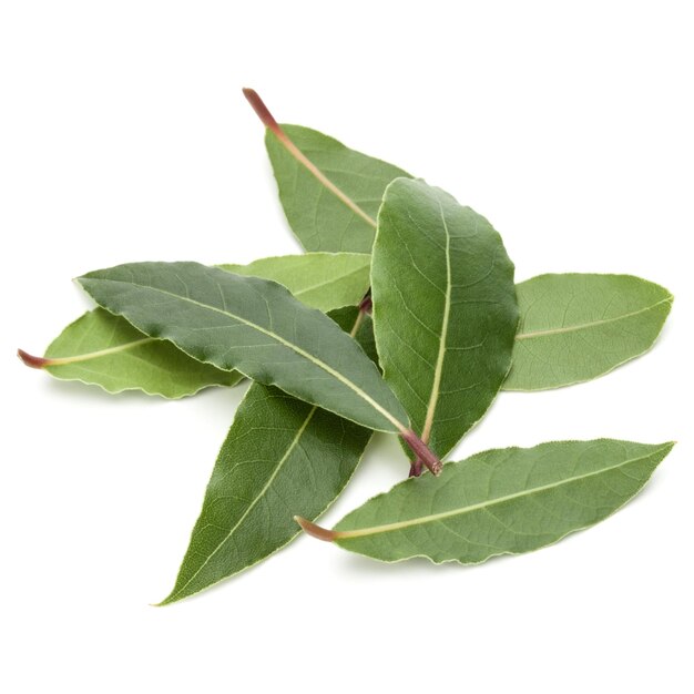 Aromatic bay leaves