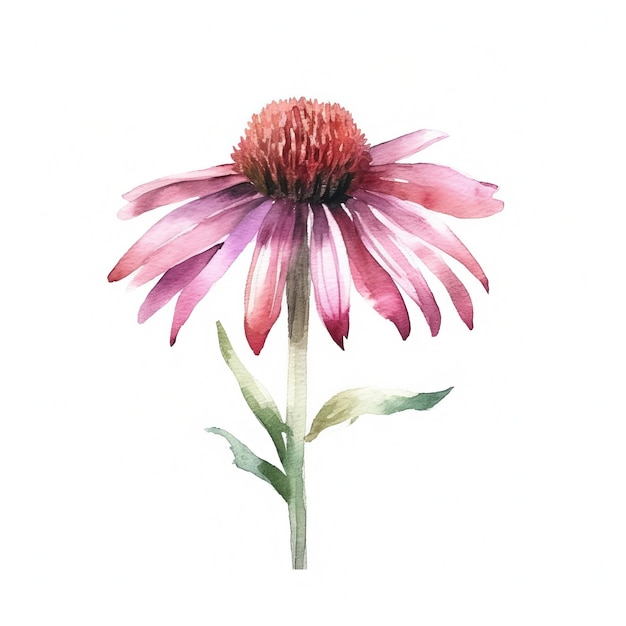 Aromatic Echinacea Herbs Square Watercolor Illustration