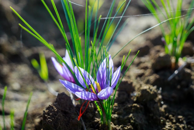 香辛料の収穫のために育つ芳香性の花サフラン。