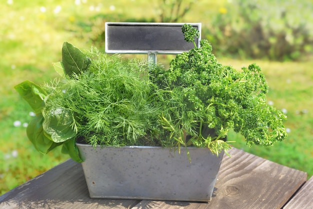 Aromatic herbs like basil, parsley and bill fresh put in a metal gardener with a little slate on a table in garden