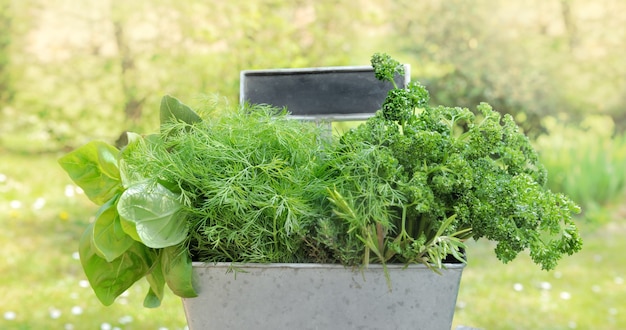 Erbe aromatiche come basilico, prezzemolo e becco fresco messo in un giardiniere di metallo con un po' di ardesia su un tavolo in giardino