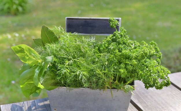 Aromatic herbs like basil, parsley and bill fresh put in a metal gardener with a little slate on a table in garden