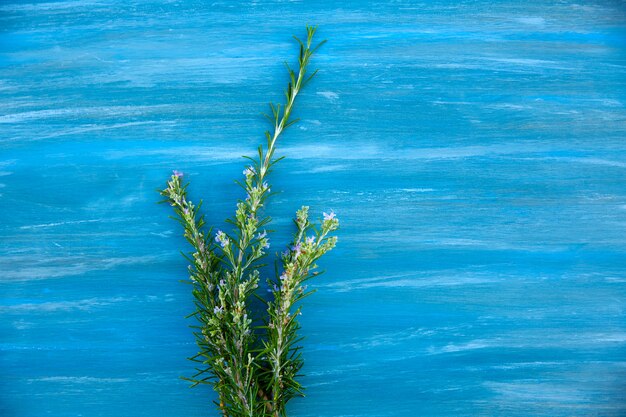 aromatic rosemary plant  