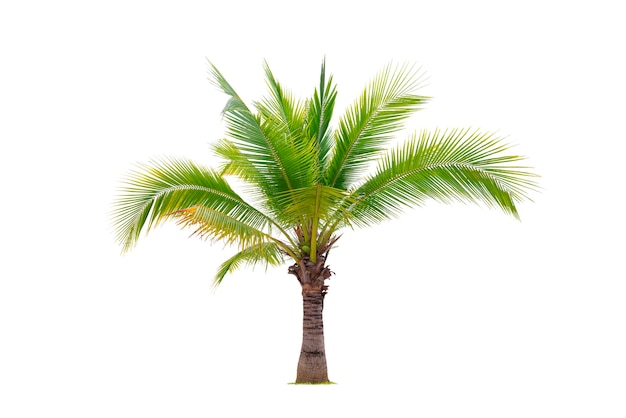 Aromatic Sweet Young Coconut tree Low tree isolated on white background with clipping path