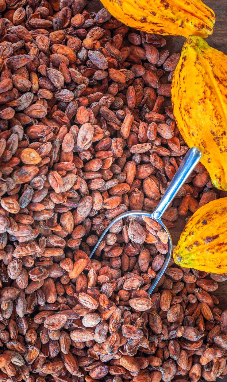 Aromatische bruine cacaobonen en cacaozaad met cacao gele rijpe grondstoffen van Chocolat