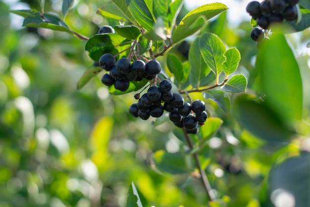 Aronia berries Aronia melanocarpa Black Chokeberry growing in the garden