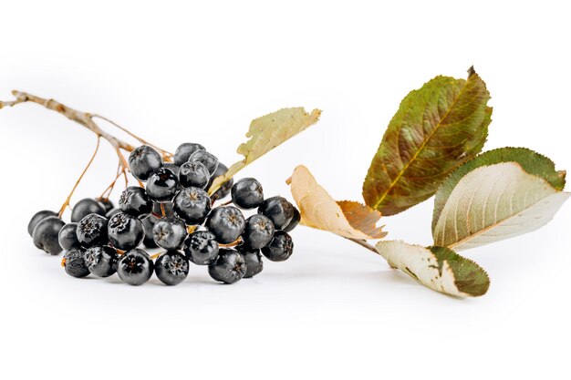 Aronia is geïsoleerd op een witte achtergrond.