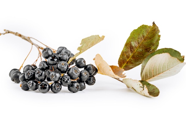 Photo aronia is isolated on a white background.