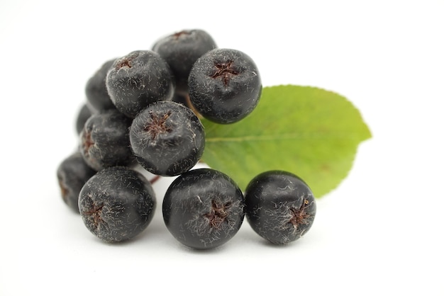 Aronia melanocarpa genaamd de zwarte appelbes Geïsoleerd op witte achtergrond