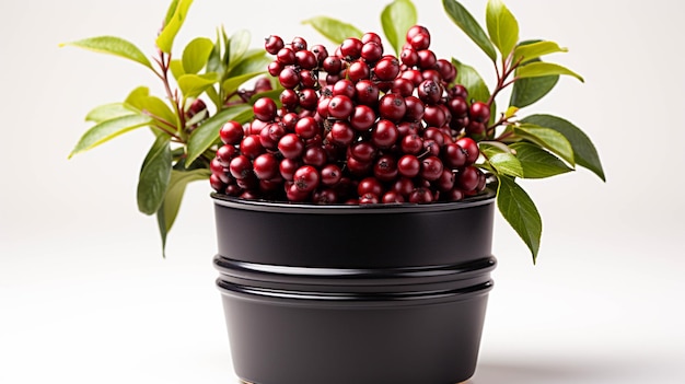 Aronia plant in a pot on white background