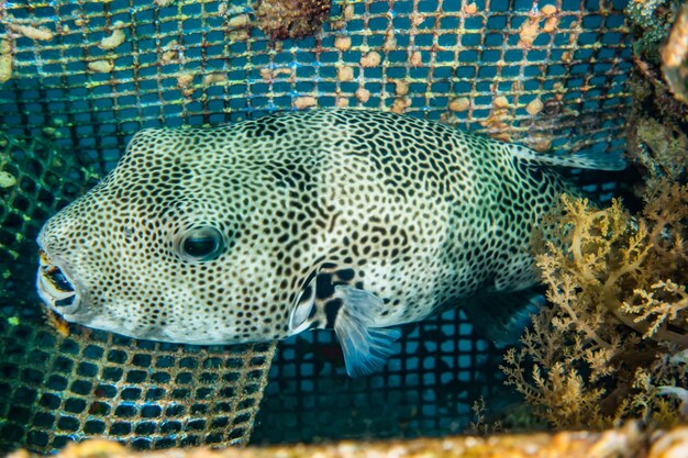 Photo arothron fish in the red sea ae