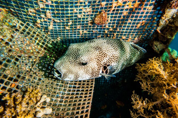 Photo arothron fish in the red sea ae