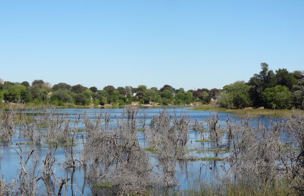 around Maun in Botswana