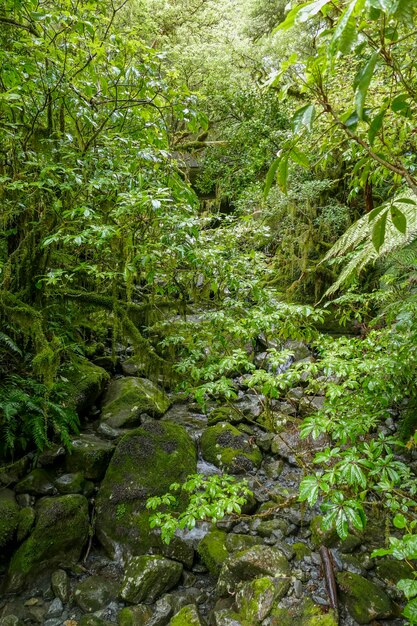 Around Te Anau