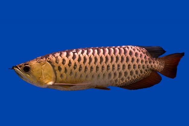 Arowana drakenvis