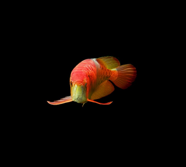 写真 アロワナ魚