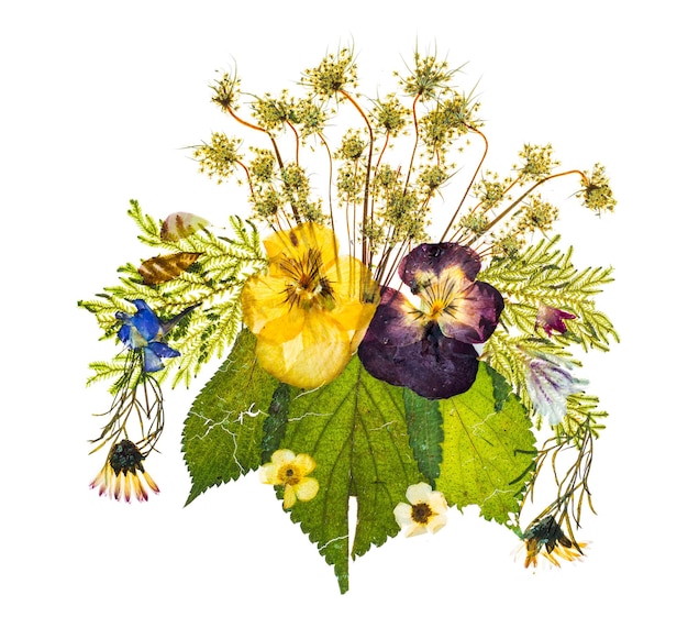 Arrangement of dried pressed flowers against white background