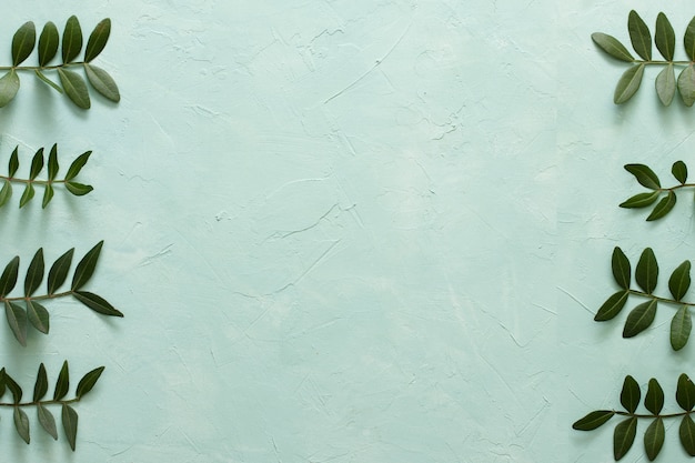 Photo arrangement of green leaves in row on green backdrop