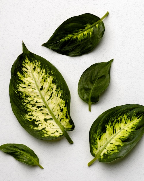 Photo arrangement of green leaves on white