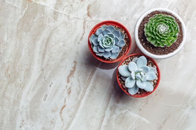 Arrangement of succulents  on a table