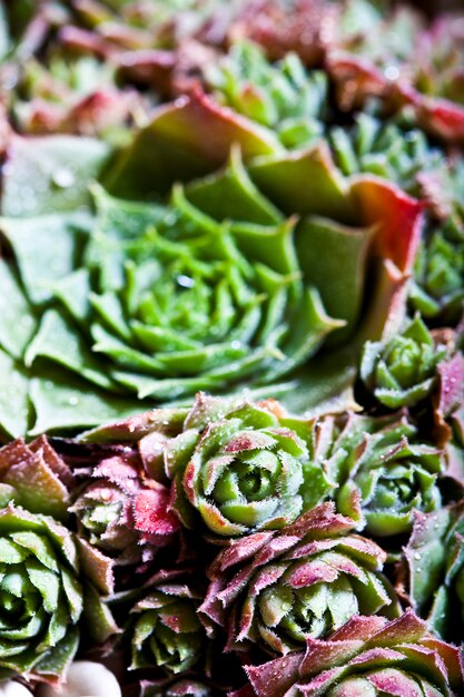 Arrangement of the succulents with water drops