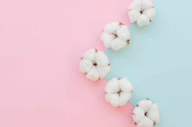 Arrangement with cotton flowers and colorful background