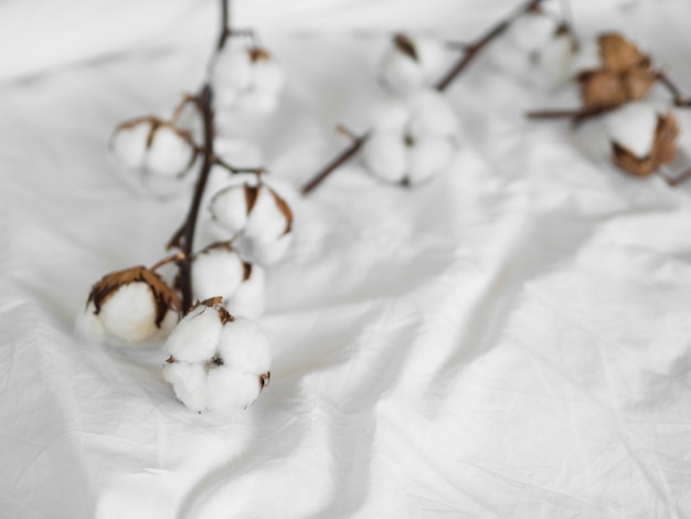 Photo arrangement with cotton flowers on white background