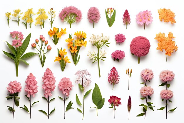 Photo a array of garden flowers and leaves in a topdown view with soft pastel tones on a white background