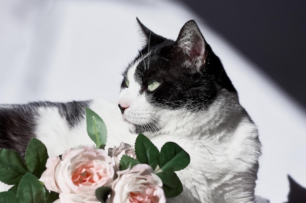 Photo arrogant funny black and white cat with pink flowers for celebtation design