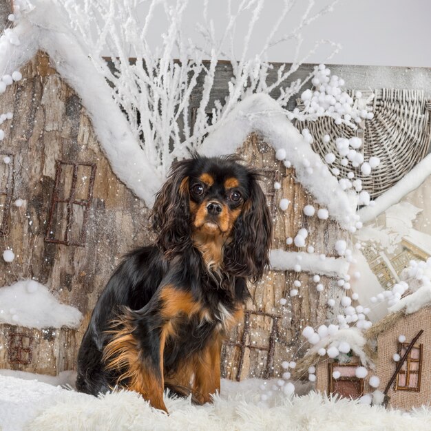 Arrogante King Charles Spaniel voor een kerstdecor