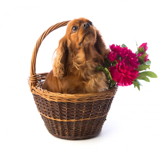 Foto arrogante koning charles spaniel in mand