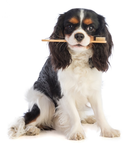 Arrogante koning Charles Spaniel met een tandenborstel in de mond