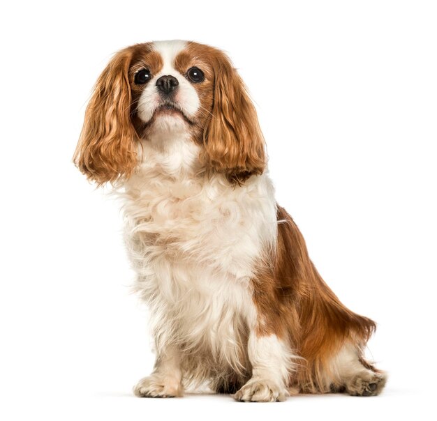 Arrogante Koning Charles Spaniel-zitting tegen witte achtergrond