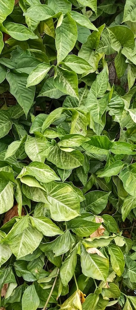 Arrowhead plant Plant taken from closeup angle and close distance