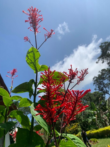 Photo arrowhead plant