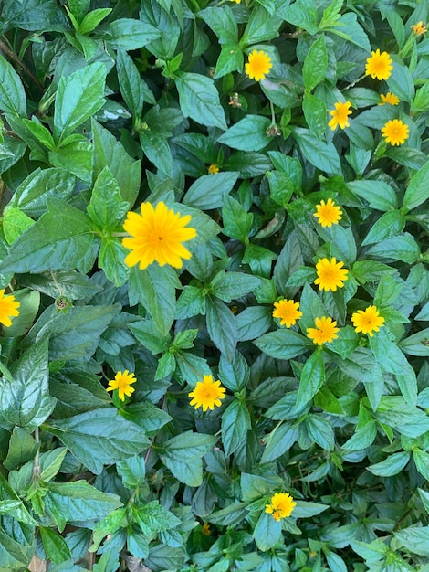 Photo arrowhead plant