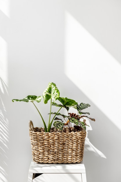 Photo arrowleaf elephant ear leaf in a basket by a white wall