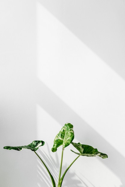 Arrowleaf elephant ear plant by a white wall