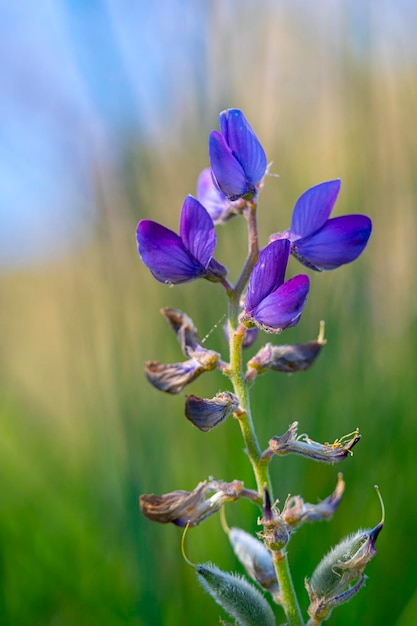 보라색과 보라색 꽃잎을 가진 Arroyo lupine 또는 Lupinus succulentus 식물