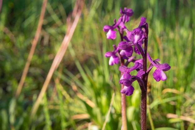 보라색과 보라색 꽃잎을 가진 Arroyo lupine 또는 Lupinus succulentus 식물