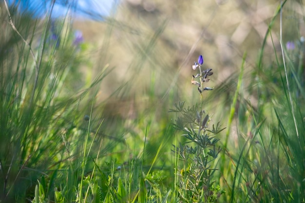 Arroyo lupine of Lupinus succulentus plant met paarse en violette bloemblaadjes